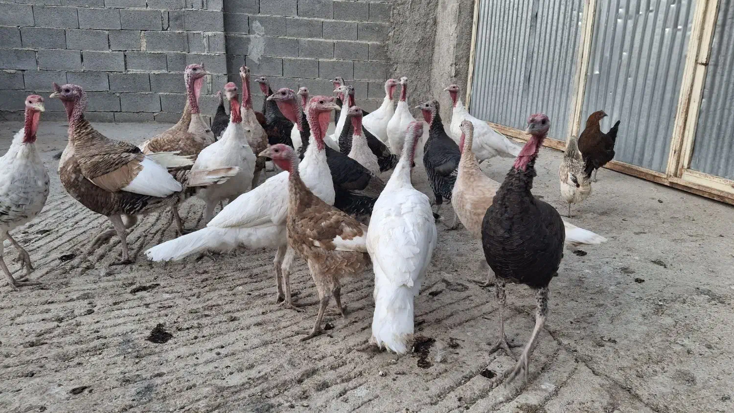 بوقلمون محلی|حیوانات مزرعه|کازرون, |دیوار