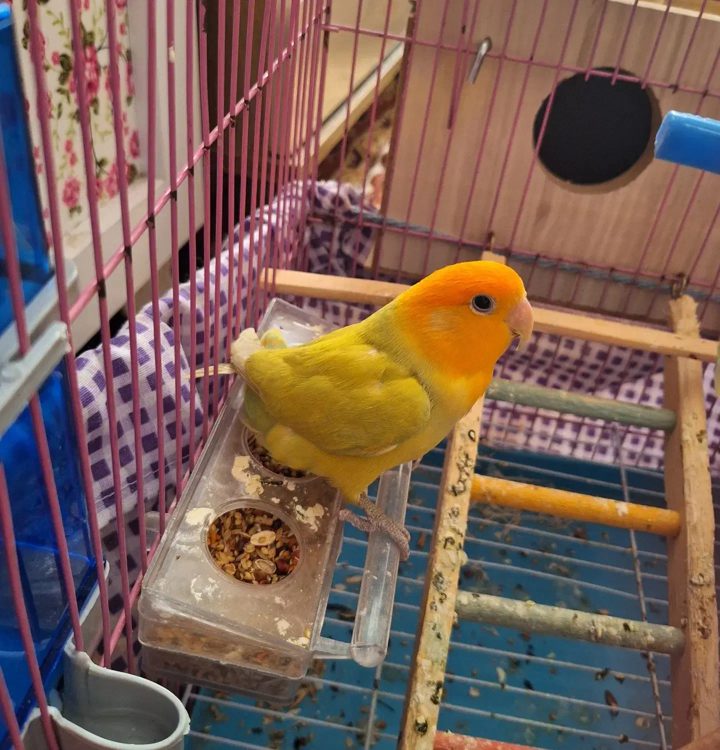 طوطی کوتوله برزیلی|پرنده|اهر, |دیوار