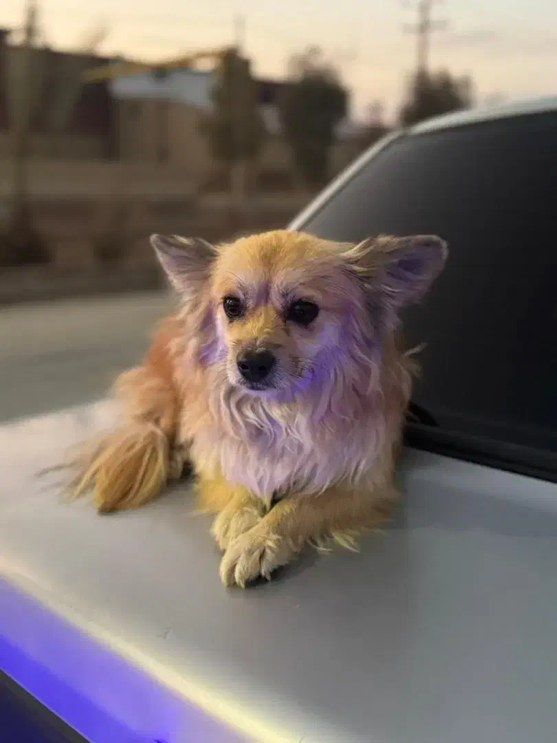 فروش سگ نژاد پامر اشپیتز|سگ|اردکان, |دیوار