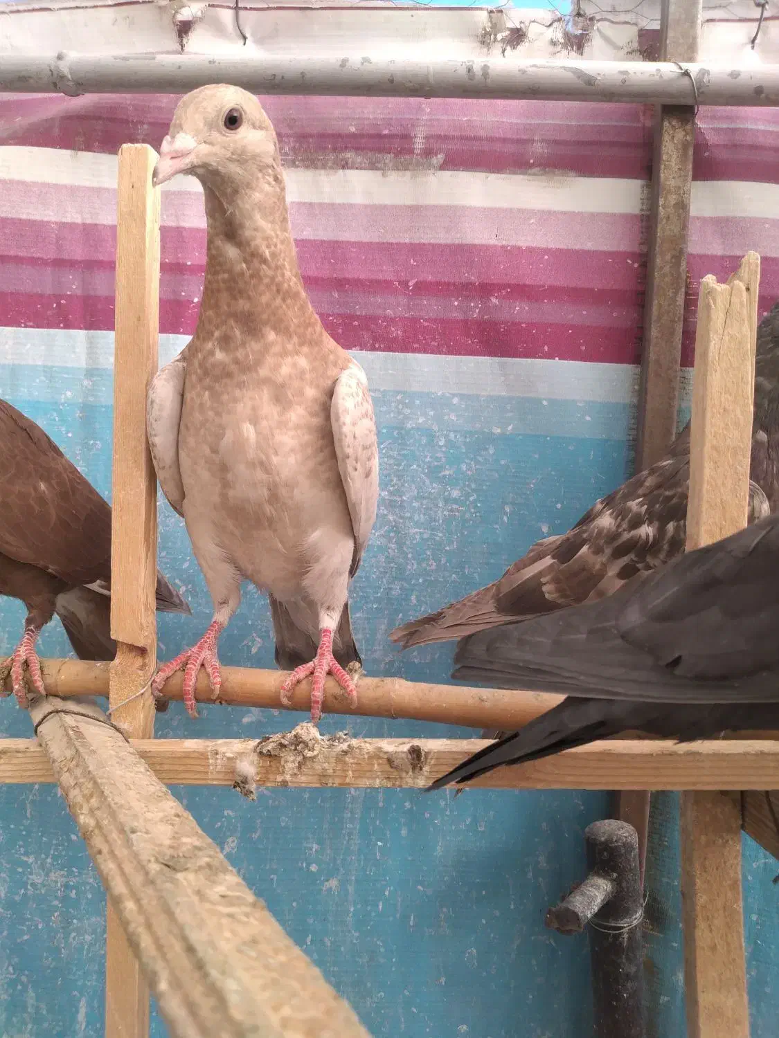 کبوتر رنگی|پرنده|قزوین, |دیوار