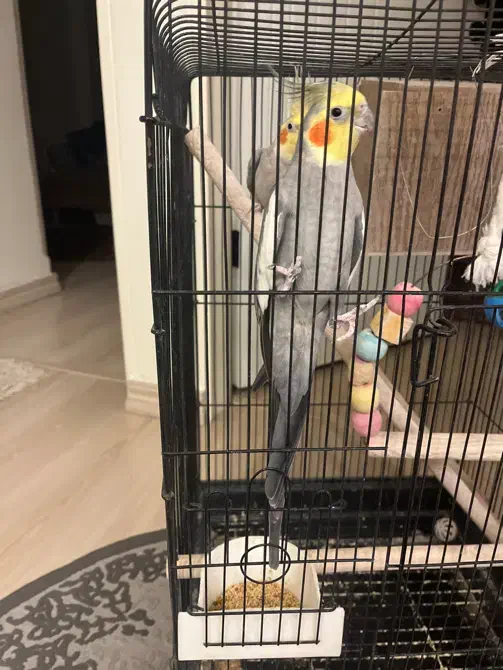 عروس هلندی|پرنده|تهران, شهران جنوبی|دیوار