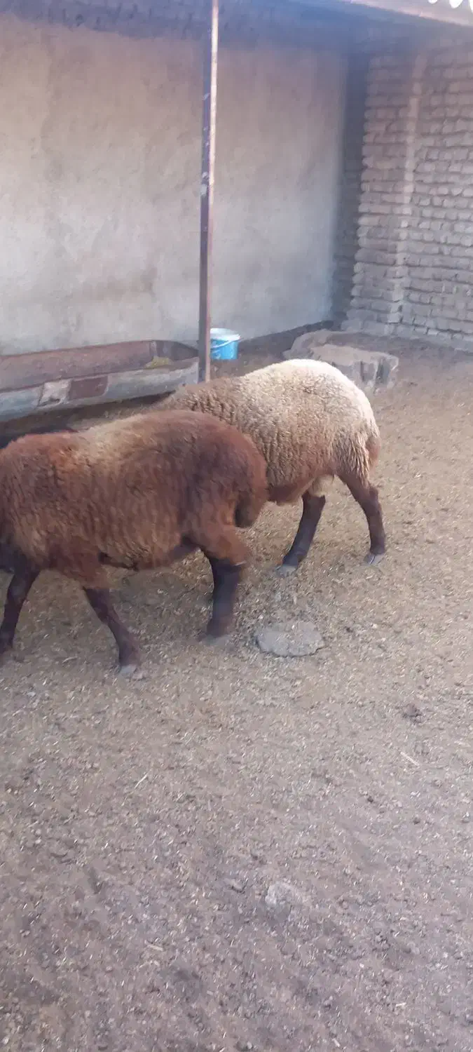 گوسفند نر ماده|حیوانات مزرعه|امامزاده عبدالله, |دیوار