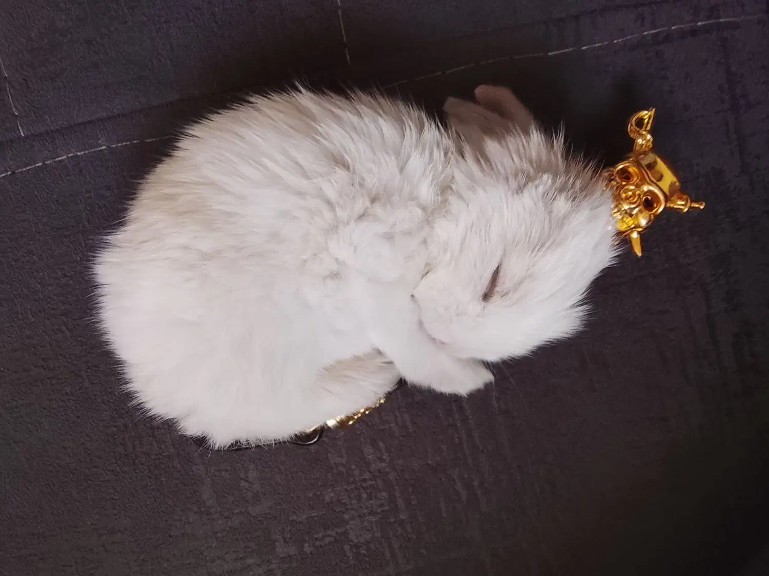 خرگوش بانمک|موش و خرگوش|مشهد, مصطفی خمینی|دیوار