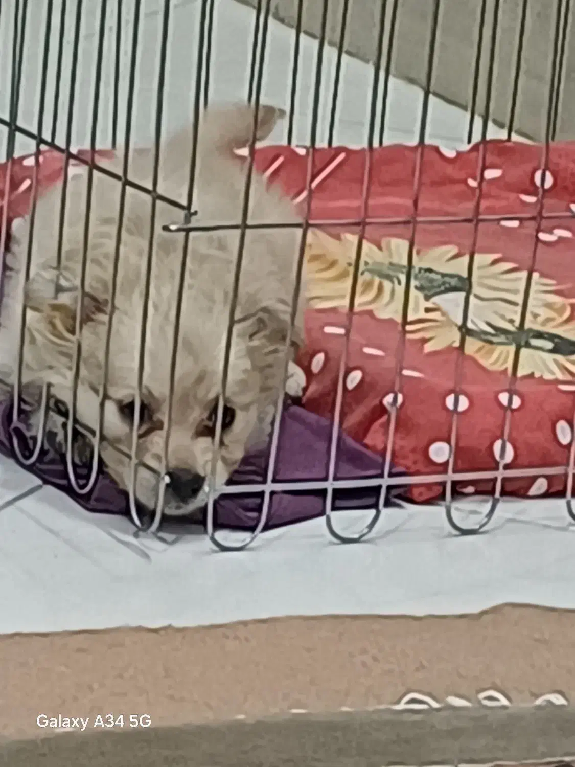 واگذاری|سگ|قم, زنبیل آباد|دیوار