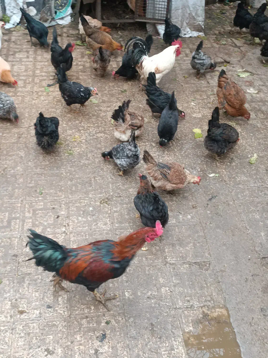 تخم مرغ محلی نطفه دار|حیوانات مزرعه|شیراز, بازار|دیوار