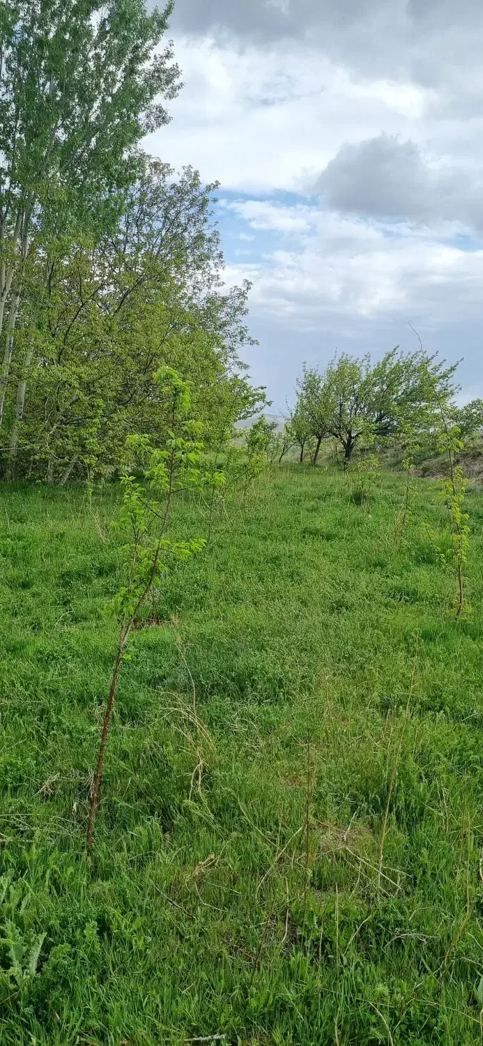 زمین باغ دیزج لیلی خانی|فروش خانه و ویلا|باسمنج, |دیوار