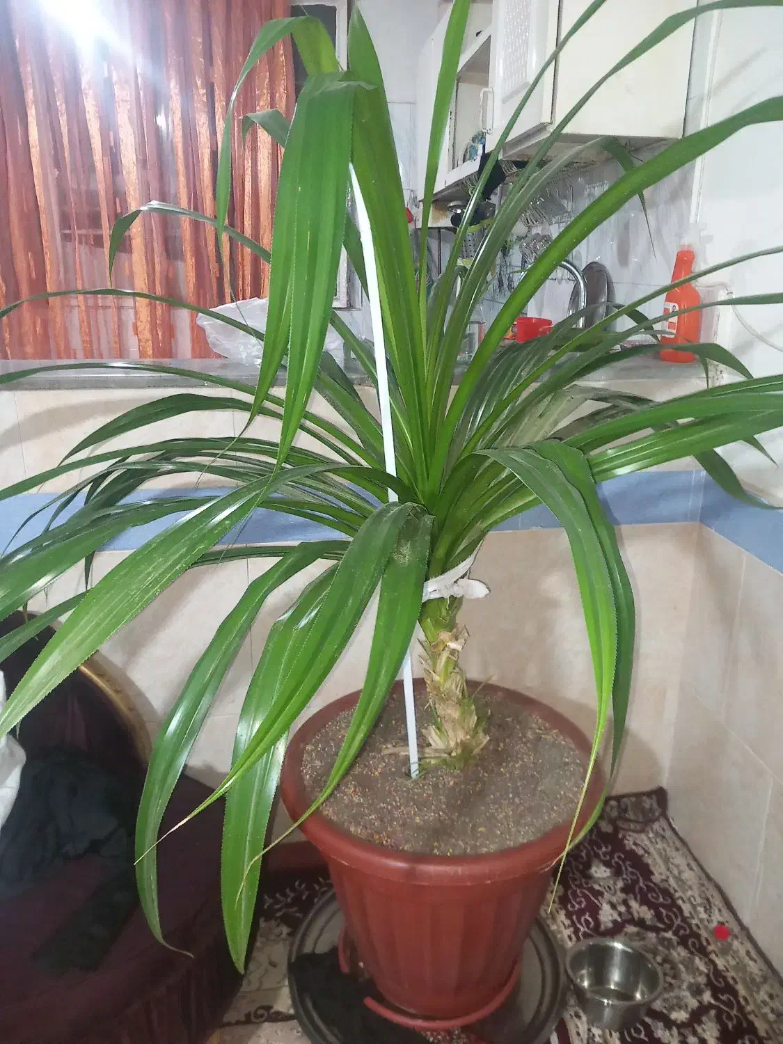 گل بزرگ|گل و گیاه طبیعی|سبزوار, کوی بهار|دیوار