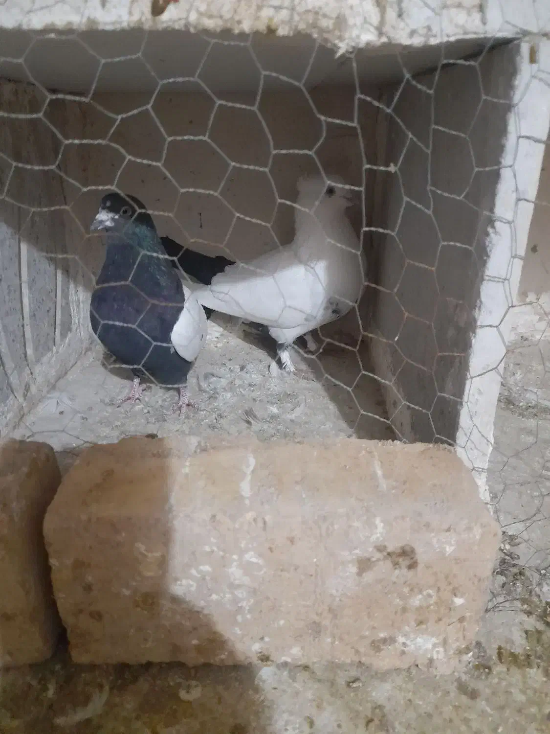 کبوتر|پرنده|سردرود, |دیوار