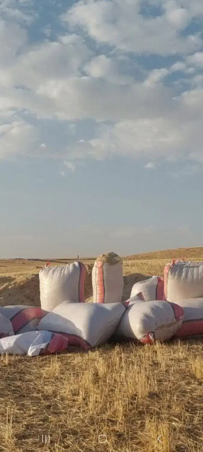 ۸ تن کاه گندم دیم|لوازم جانبی حیوانات|دیواندره, |دیوار