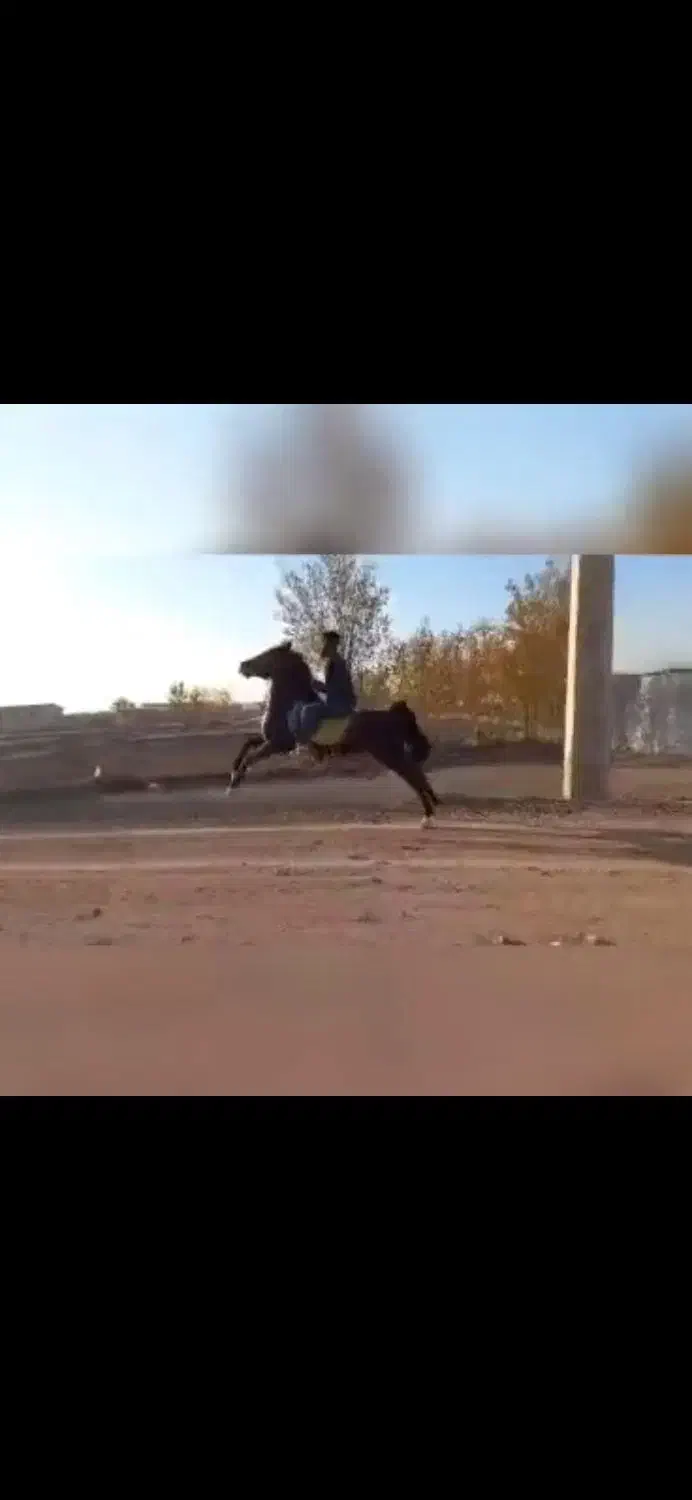 اسب‌ نریان‌|اسب و تجهیزات اسب‌سواری|زنجانرود, |دیوار