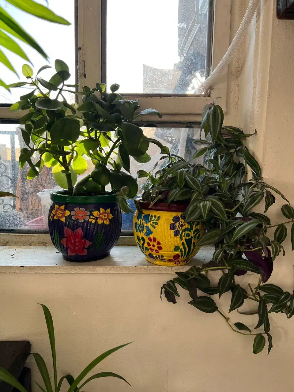 گلهای شاداب|گل و گیاه طبیعی|یاسوج, |دیوار