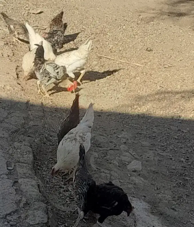 مرغ جوجه|حیوانات مزرعه|ماهیدشت, |دیوار