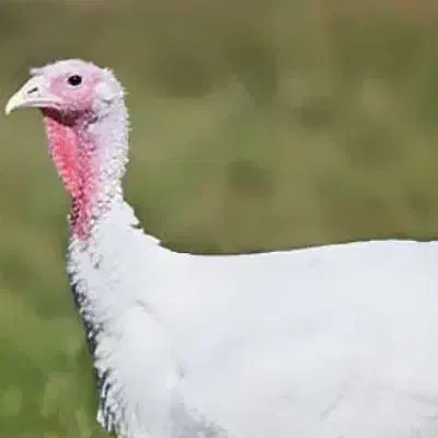 دو تا بوقلمون نژاد بیوتی و تعدادی جوجه بوقلمون دو|حیوانات مزرعه|زرگرشهر, |دیوار