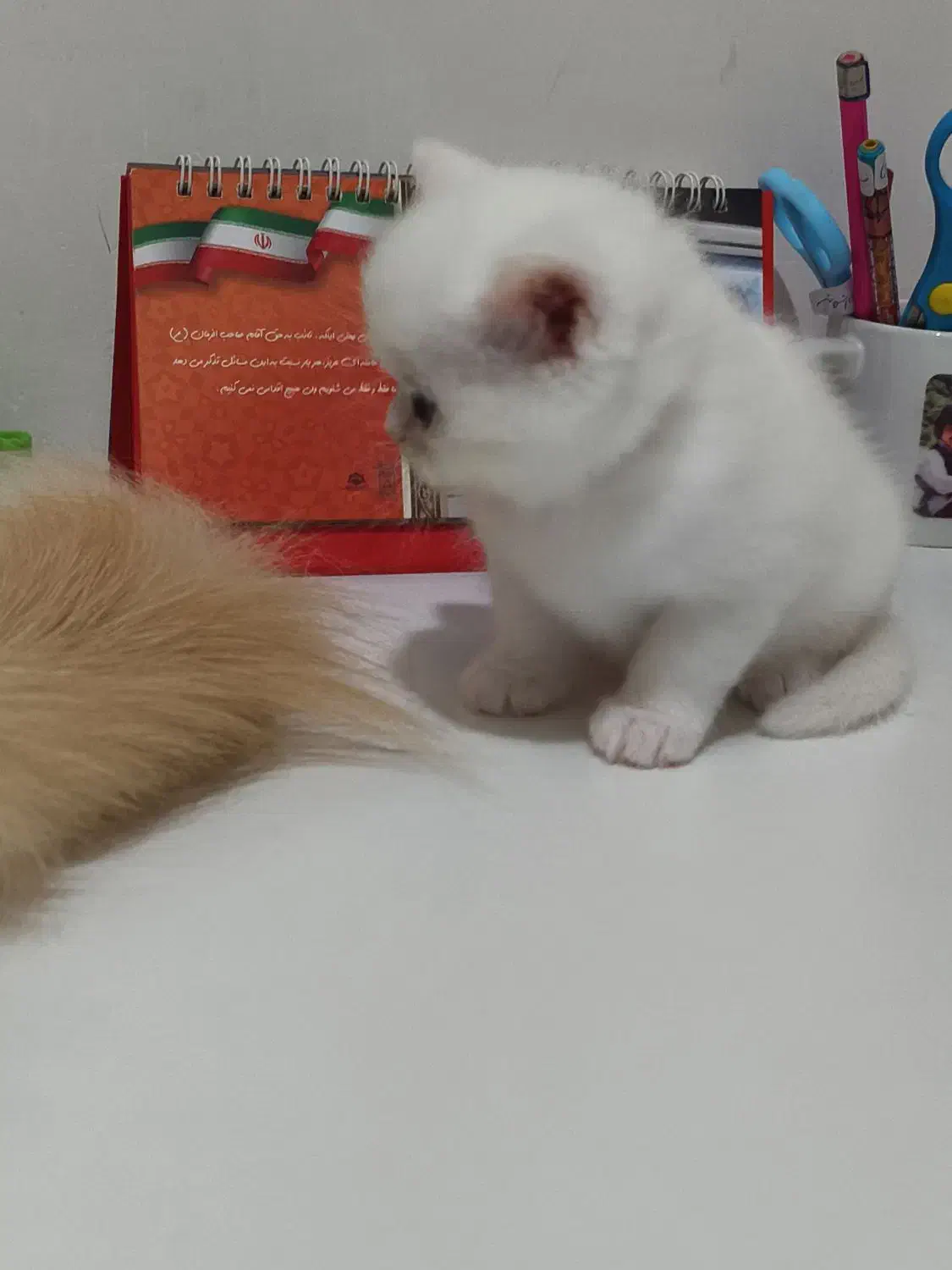 گربه اسکاتیش پرشین|گربه|رشت, حمیدیان|دیوار