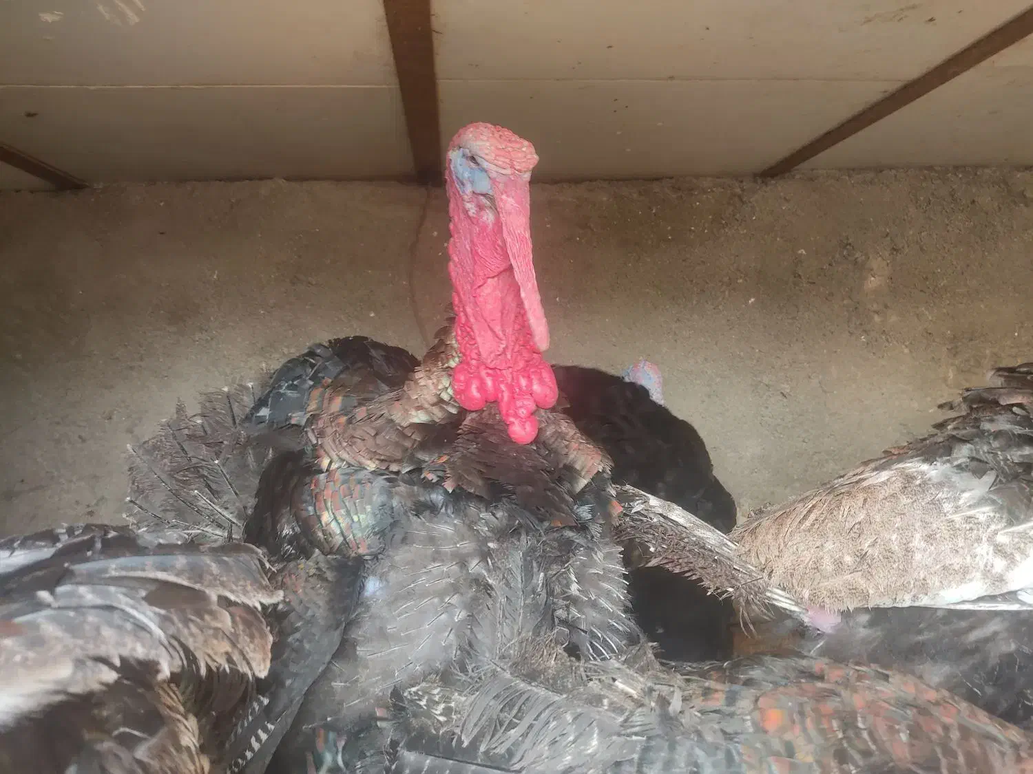 دوتا بوقلمون نر|حیوانات مزرعه|مشهد, تبادکان|دیوار