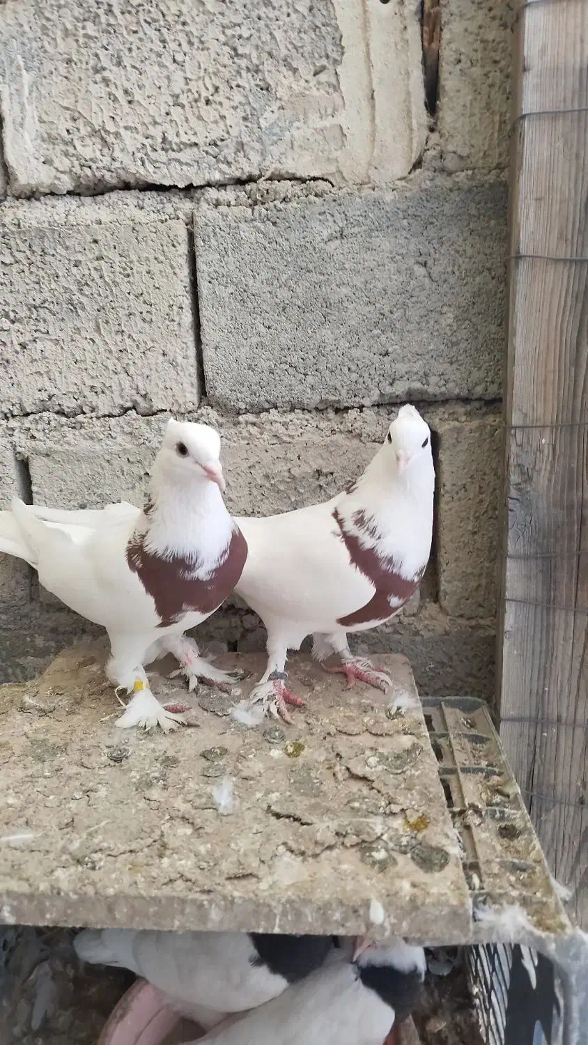 یک جفت طوقی|پرنده|نقده, |دیوار