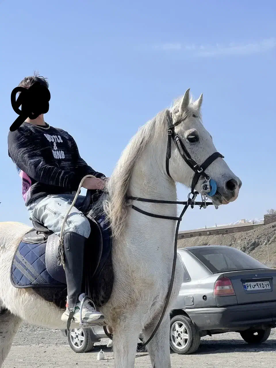 اسب وارداتی عرب|اسب و تجهیزات اسبسواری|شاندیز, |دیوار