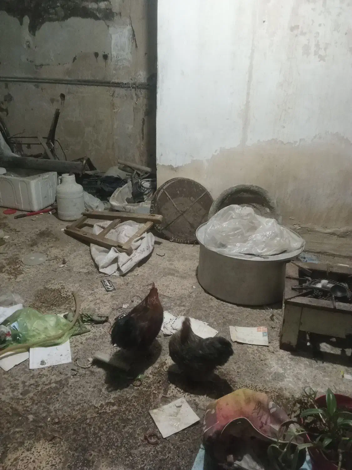 مرغ خروس خوشگل|حیوانات مزرعه|مشهد, کوشش|دیوار