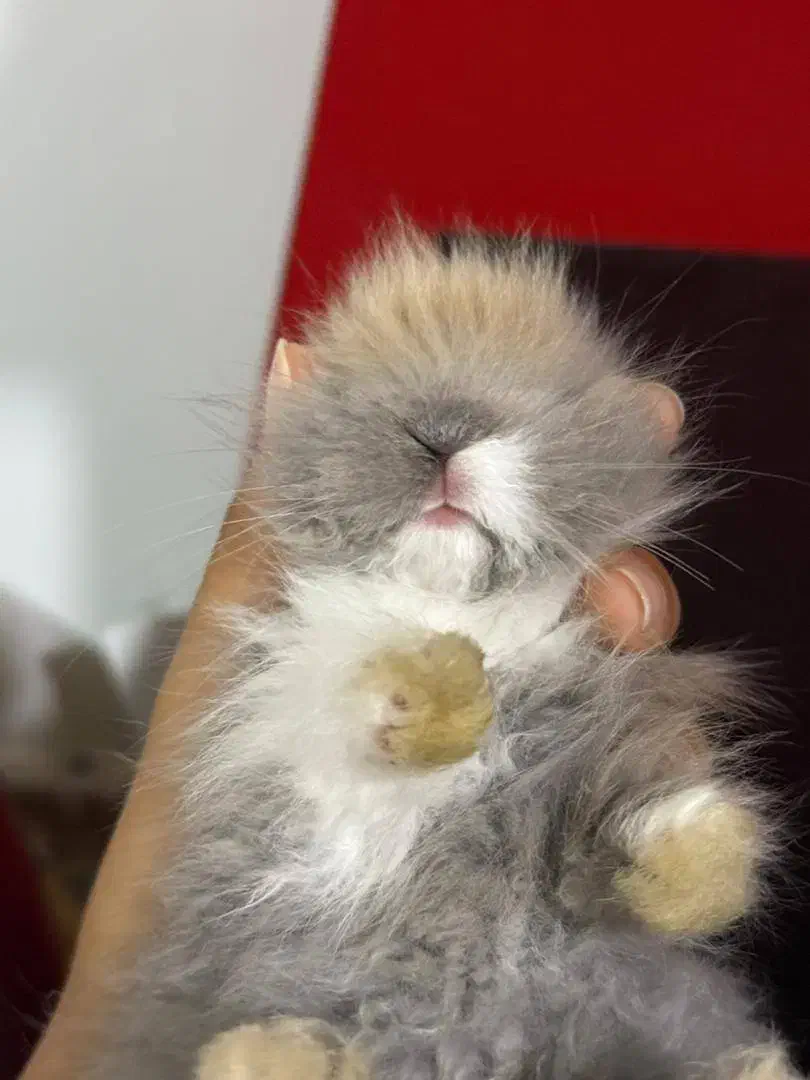 خرگوش لپ شیطون|موش و خرگوش|ساری, |دیوار