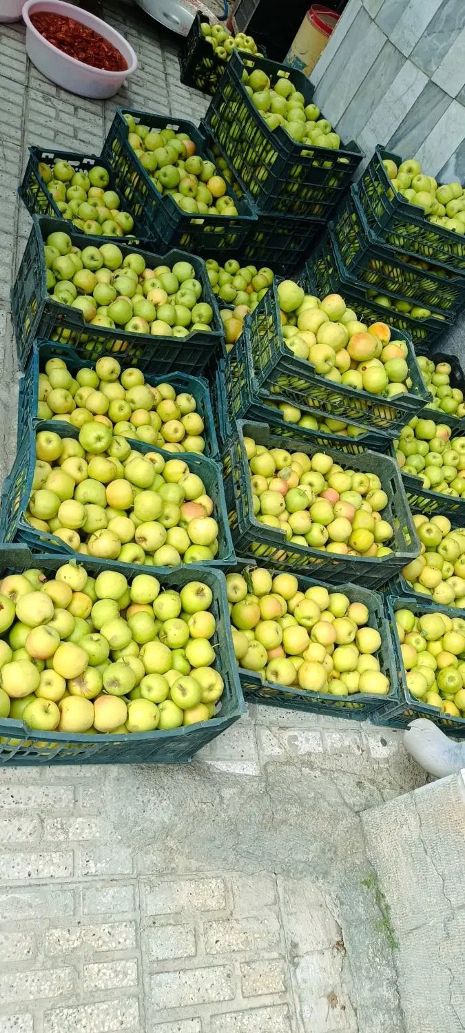 سیب|خوردنی و آشامیدنی|قوچان, |دیوار