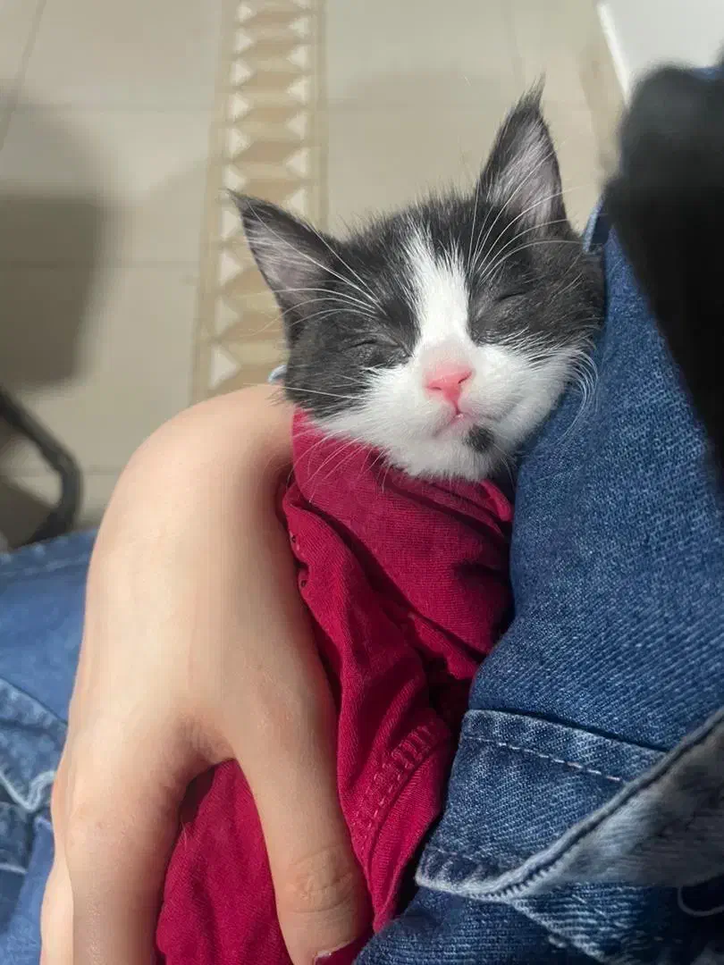 واگذاری رایگان گربه تاکسیدو نر ۳ ماهه|گربه|اندیشه, اندیشه فاز ۴|دیوار