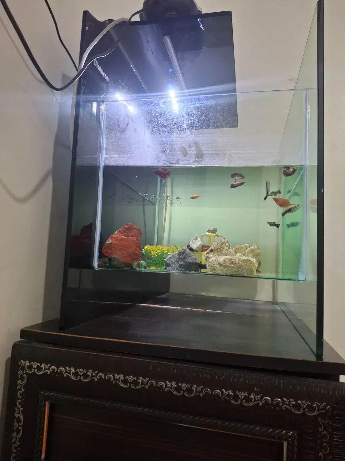 آکواریوم ماهیران|ماهی|اهواز, کمپلو جنوبی|دیوار