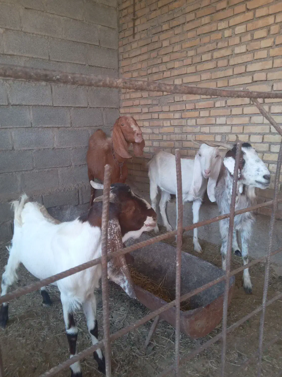 فروش بز|حیوانات مزرعه|بندر ماهشهر, |دیوار