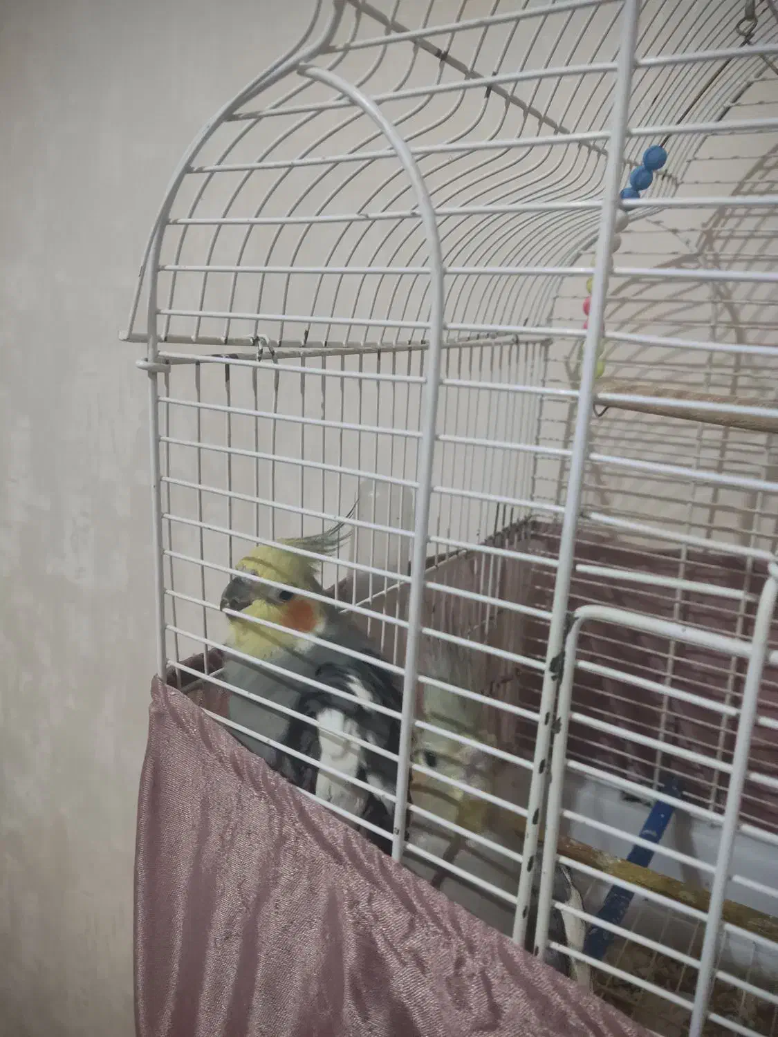 عروس هلندی|پرنده|ماهدشت, |دیوار