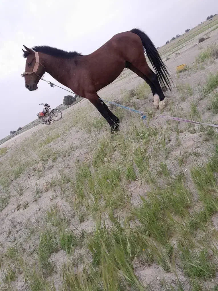 اسب نریان کرد|اسب و تجهیزات اسب‌سواری|کازرون, |دیوار