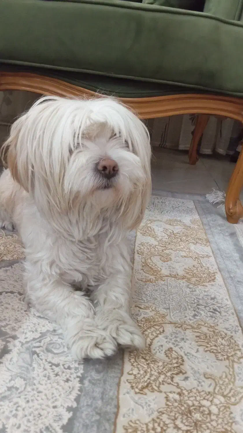 فروشی|سگ|بازرگان, |دیوار