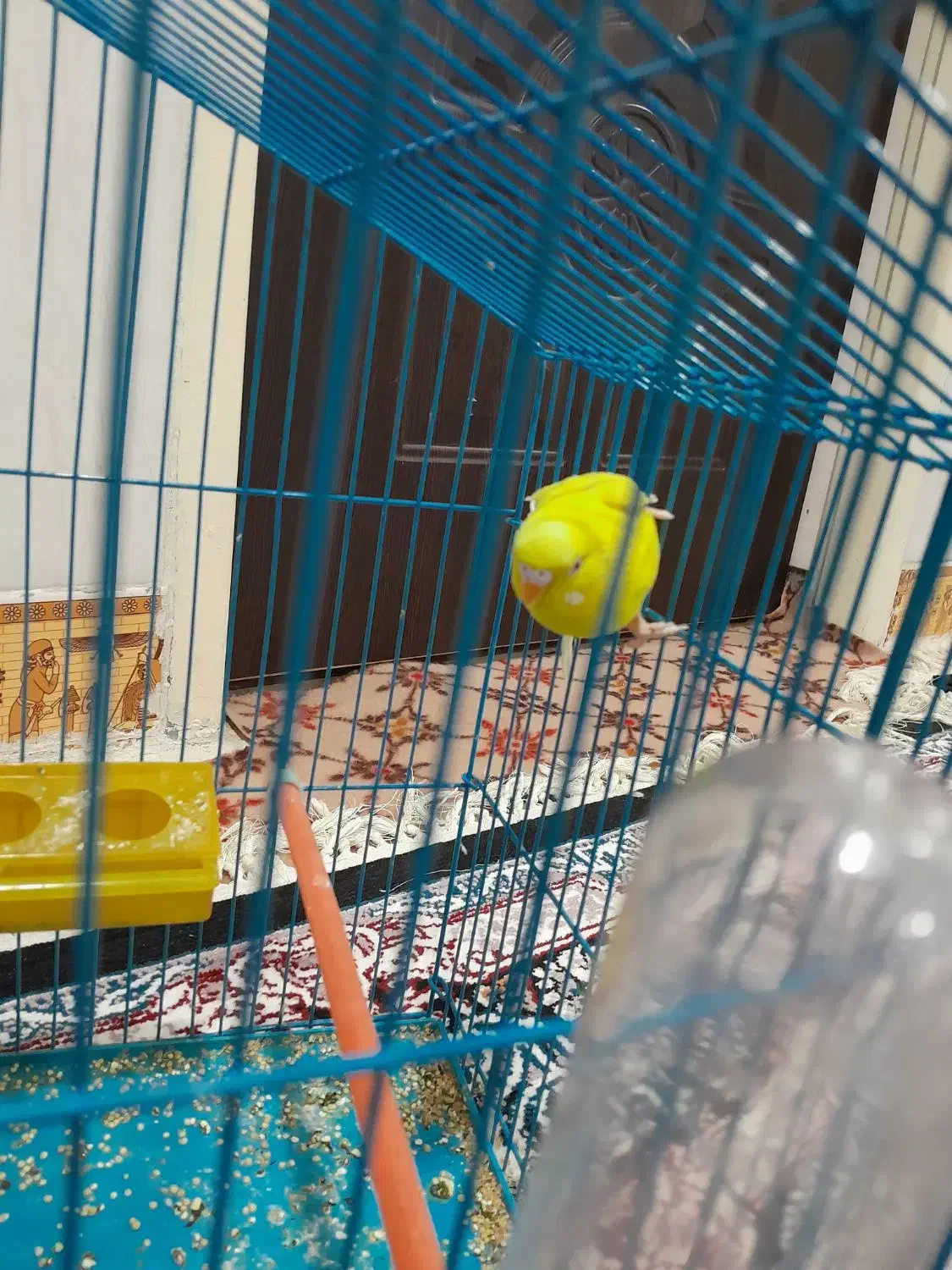 مرغ عشق|پرنده|بندر ماهشهر, |دیوار