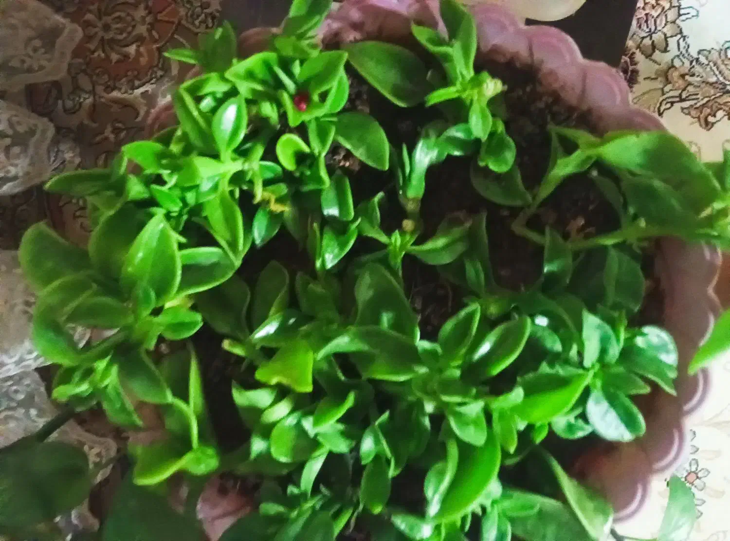 خانه در سیمتری فوتبال|اجارهٔ آپارتمان|اراک, |دیوار