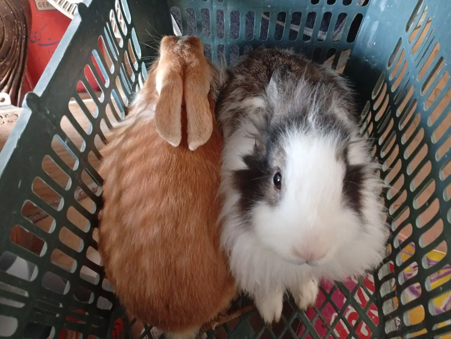 خرگوش نر و ماده ی زیبا|موش و خرگوش|مهاباد (آذربایجان غربی), |دیوار