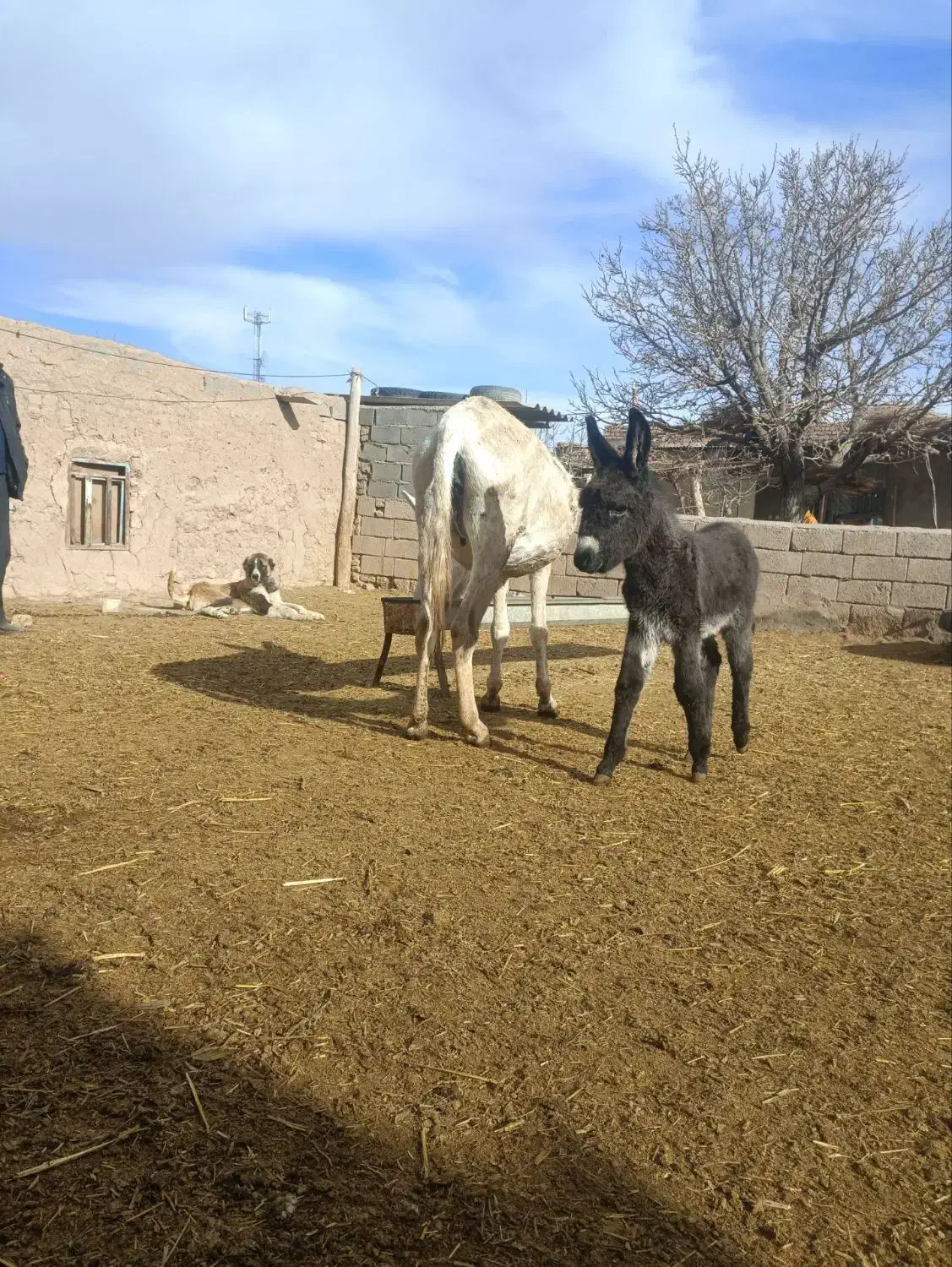 شیر الاغ|خوردنی و آشامیدنی|نیشابور, حقیه|دیوار