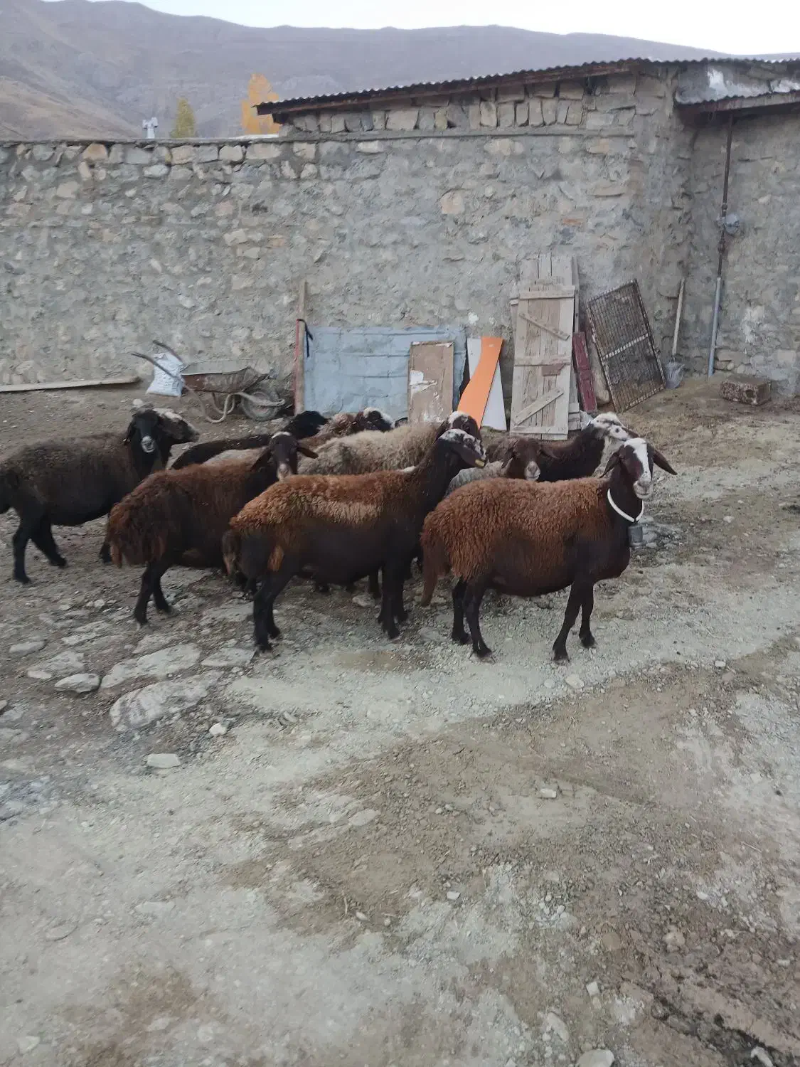 گوسفند داشتی|حیوانات مزرعه|بروجرد, |دیوار