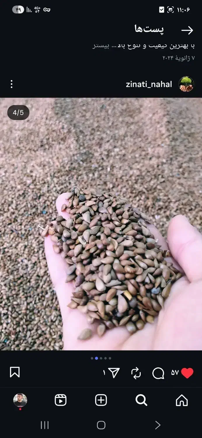 بذر سیب|حراج|مشهد, ابرغن|دیوار