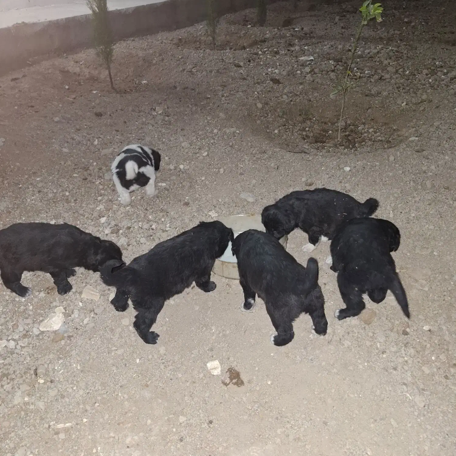 واگذاری سگ|سگ|ابریشم, |دیوار