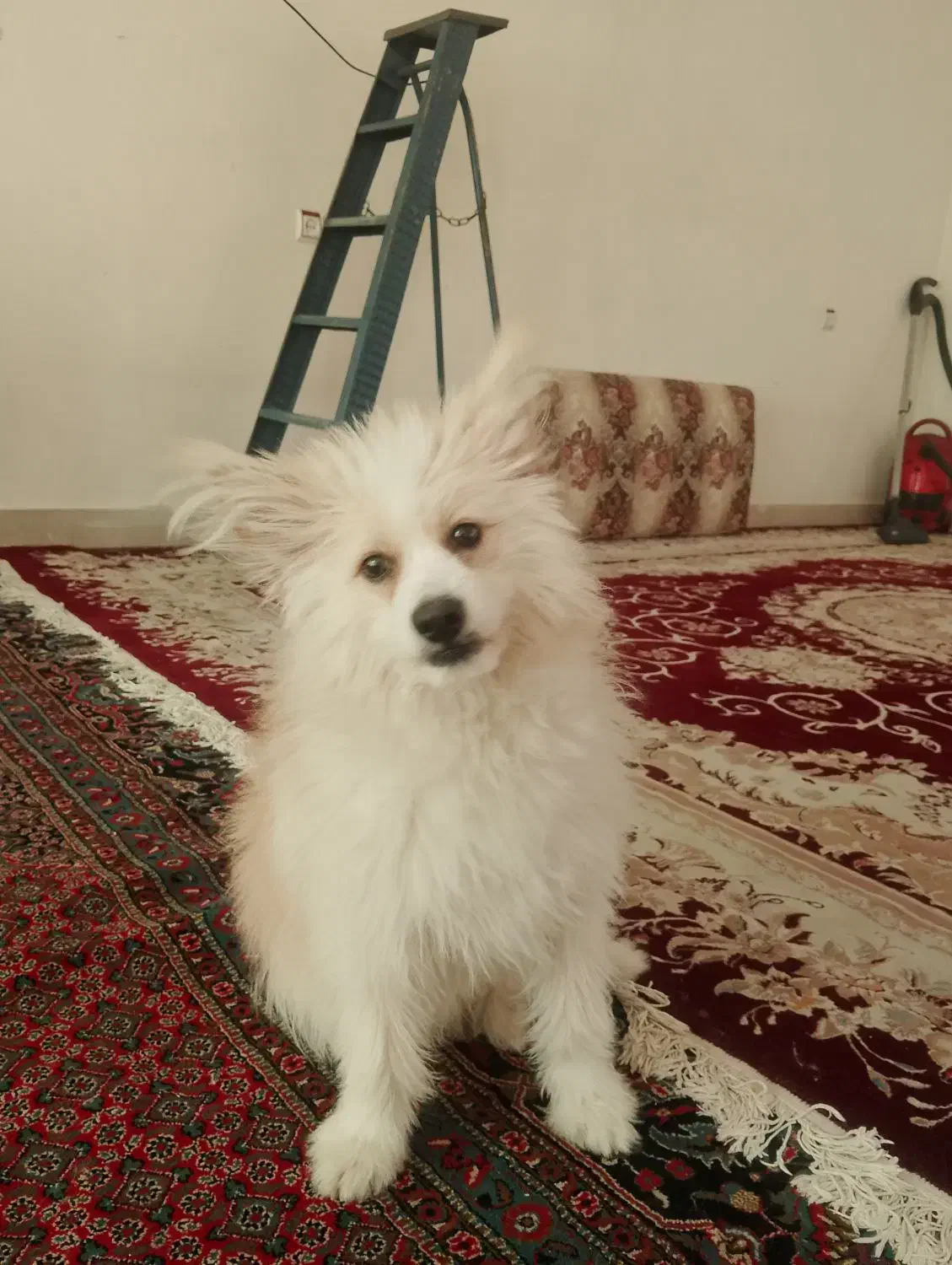 سگ پامر|سگ|ایلام, |دیوار