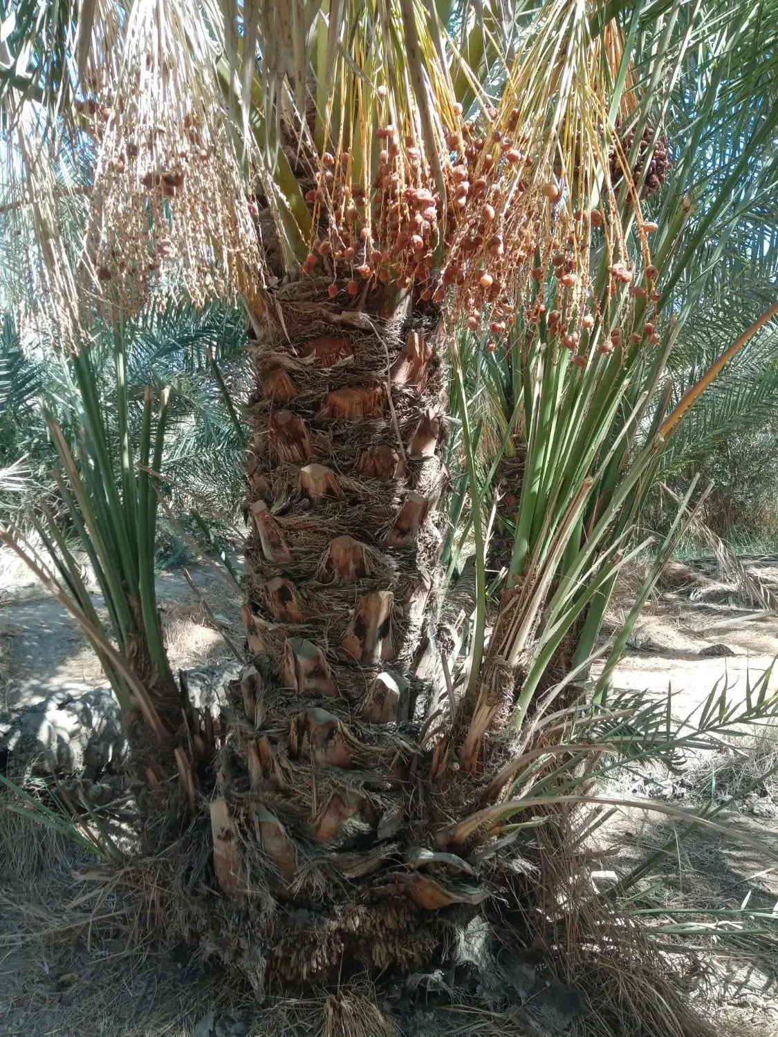 پاجوش برحی|گل و گیاه طبیعی|بندر امام خمینی, |دیوار