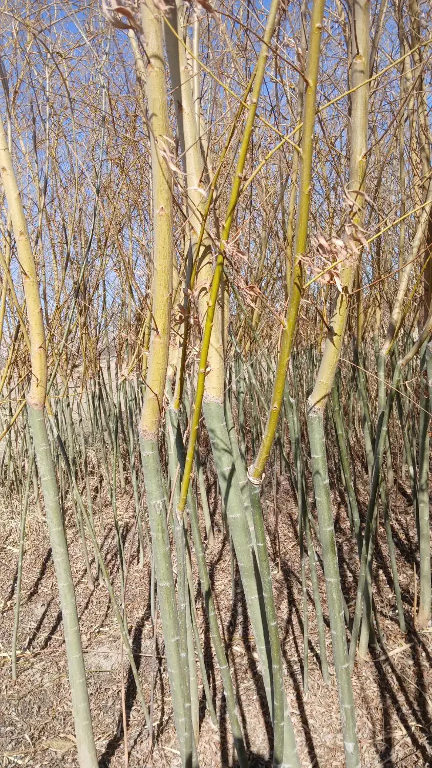 نهال بید|خدمات باغبانی و درختکاری|مبارکه, |دیوار