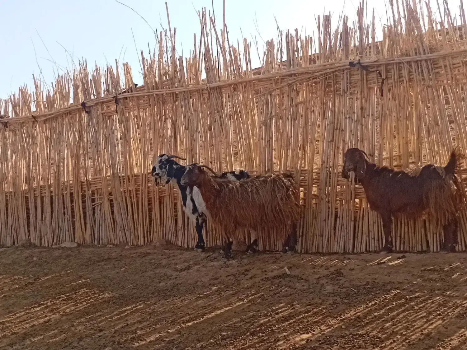 بز داشتی|حیوانات مزرعه|قصرشیرین, |دیوار