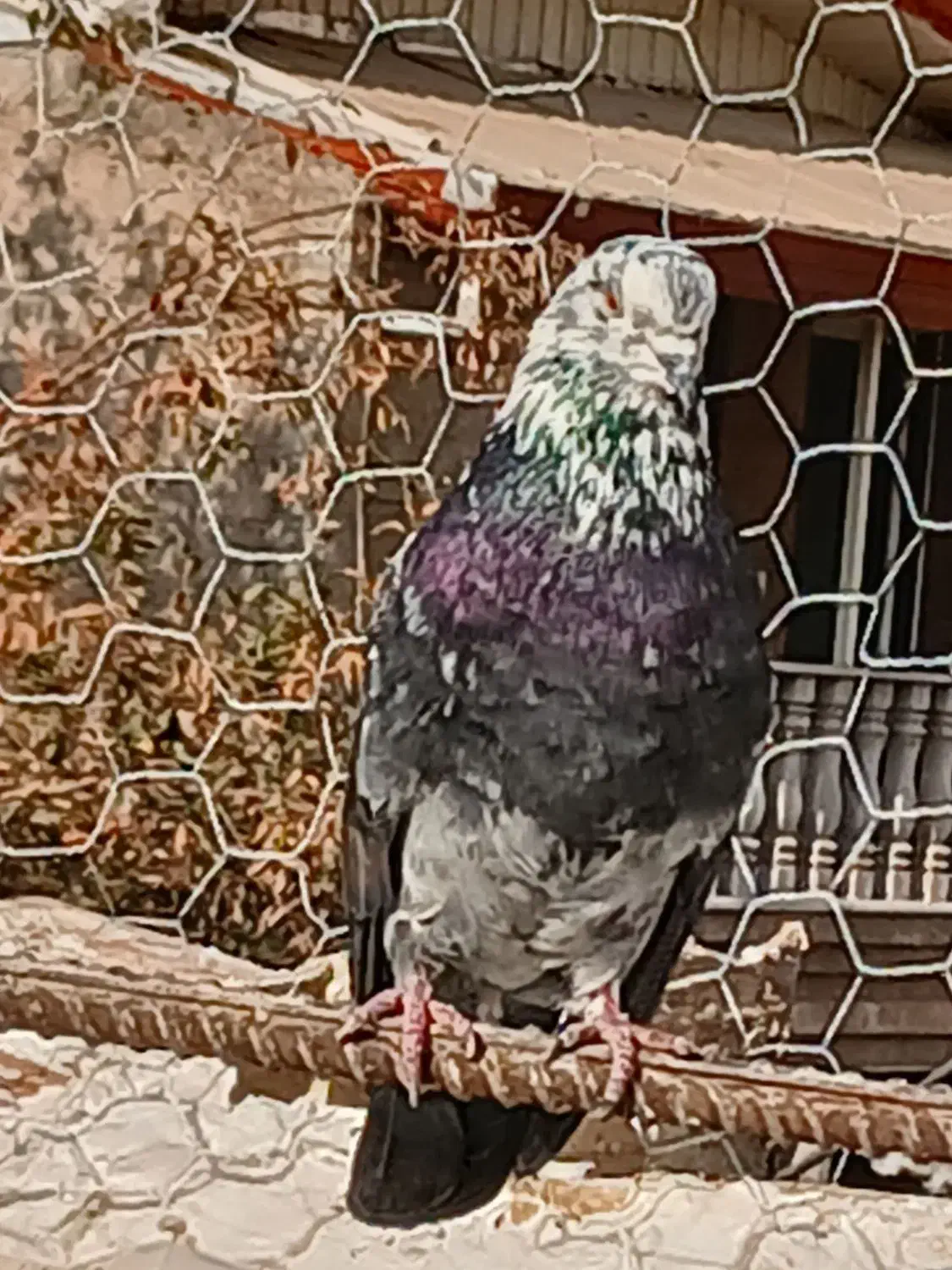 نر قاره مست و سالم|پرنده|هشتگرد, هشتگرد قدیم|دیوار