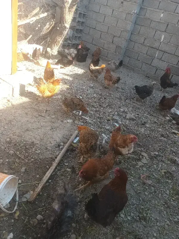 مرغ و خروس و اردک|حیوانات مزرعه|ماهدشت, |دیوار