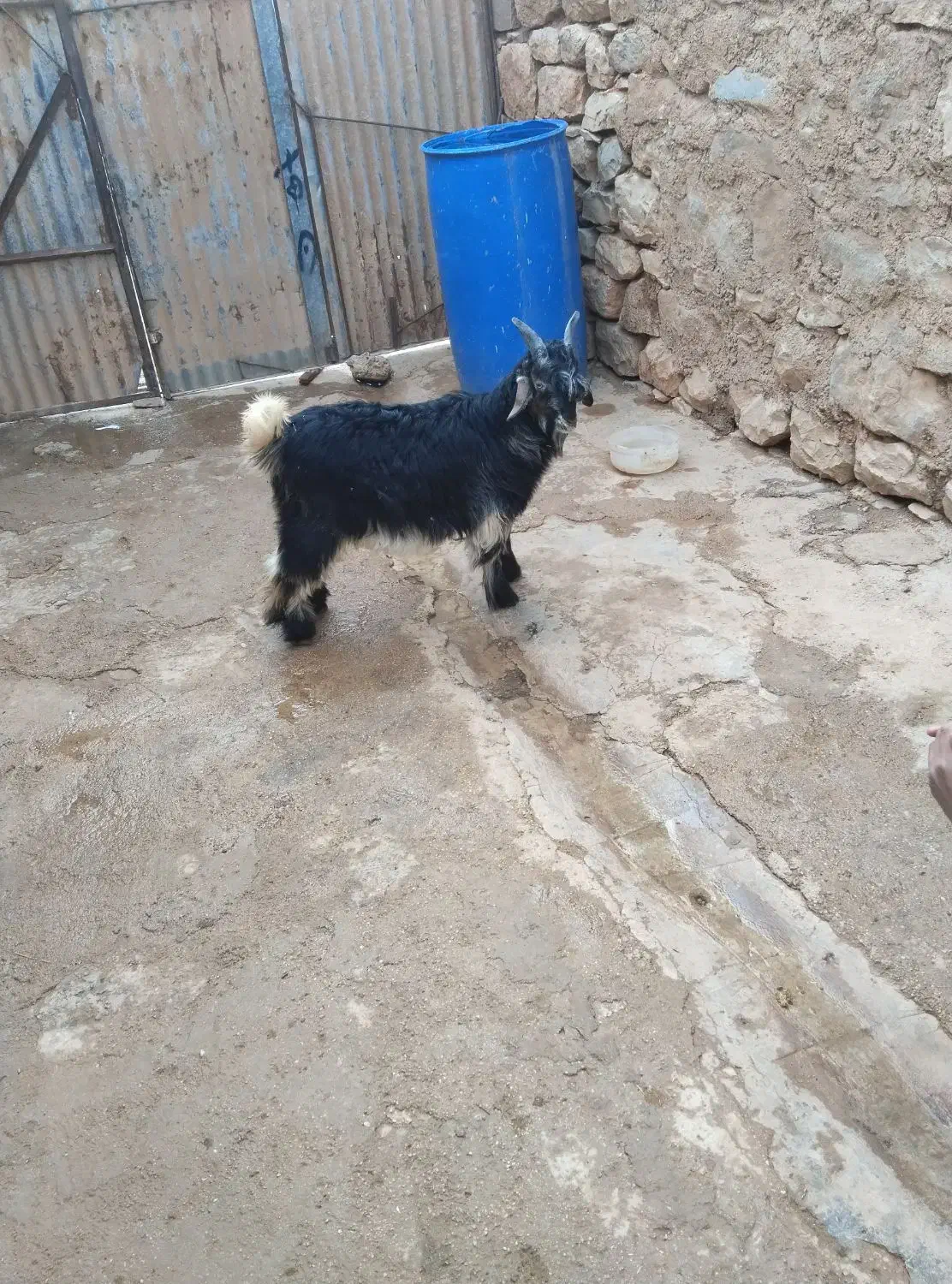 بیگ|حیوانات مزرعه|اندیکا, |دیوار