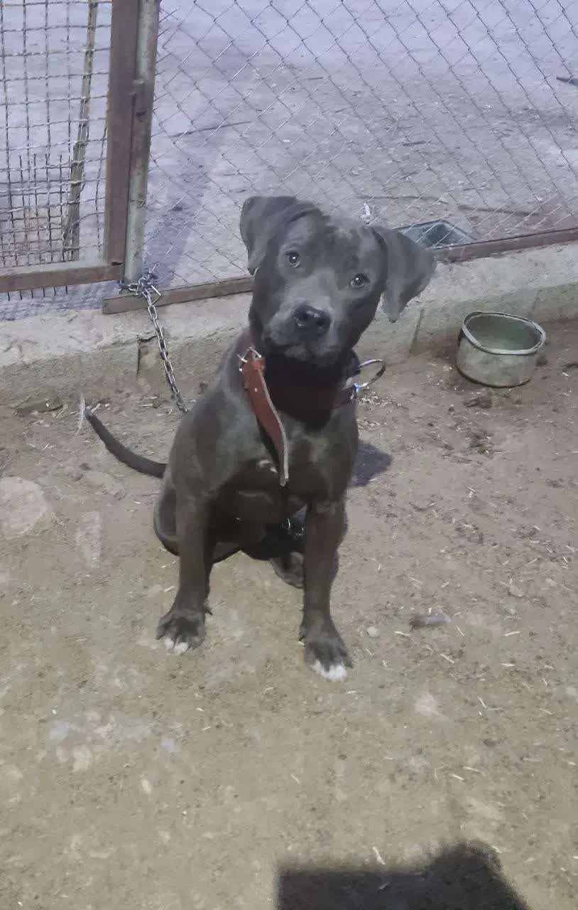 سگ پیتبول ( پیت بول ) رنگ خاص بلو|سگ|شیراز, باجگاه|دیوار