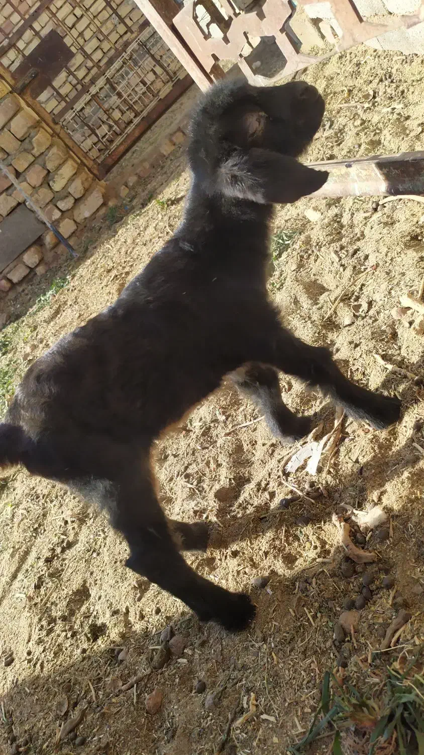 بزغاله نر ، شیرخور ، 12 روزه|حیوانات مزرعه|کویرات, |دیوار