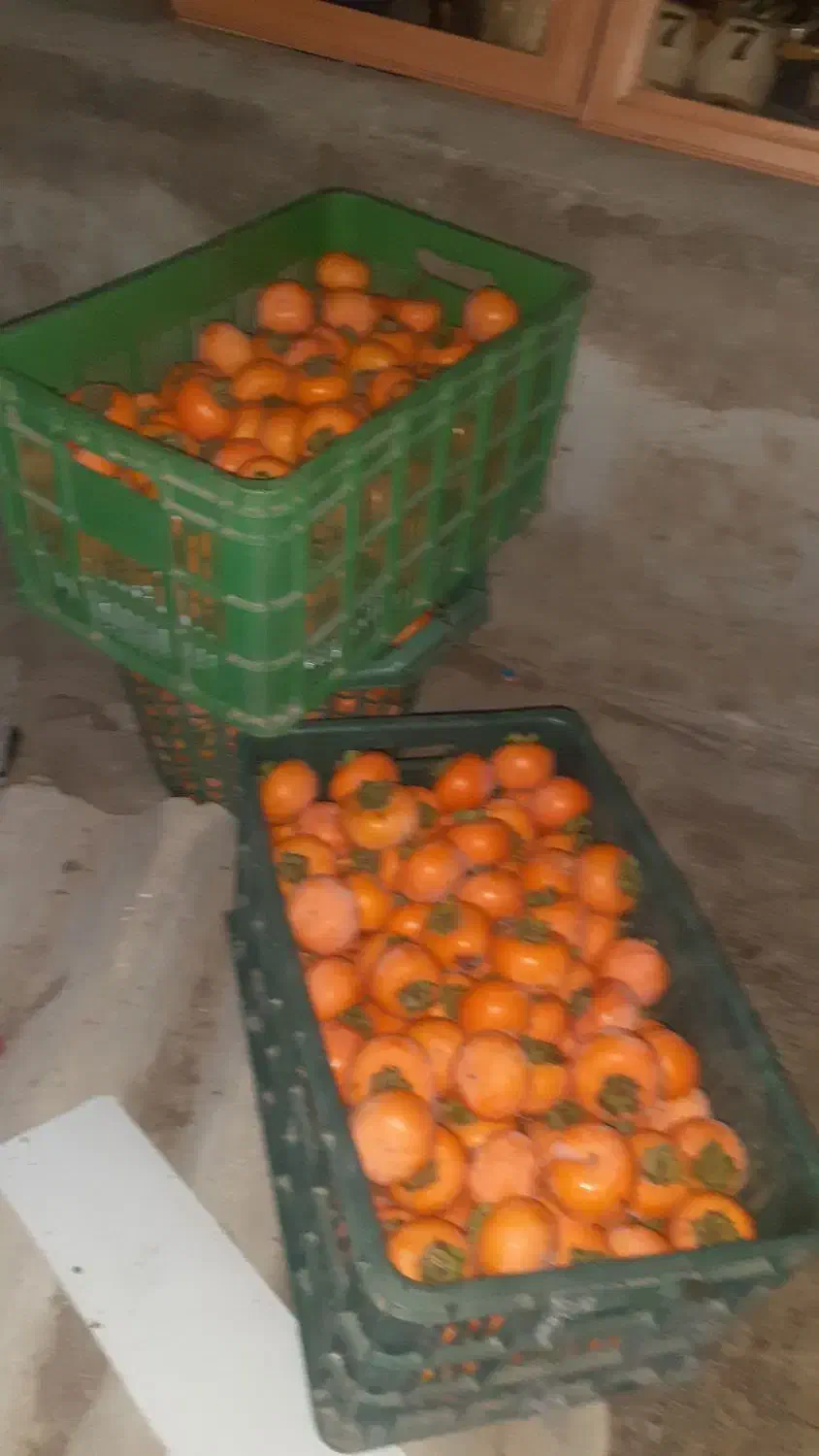 خرمالو محلی|حراج|آستارا, |دیوار