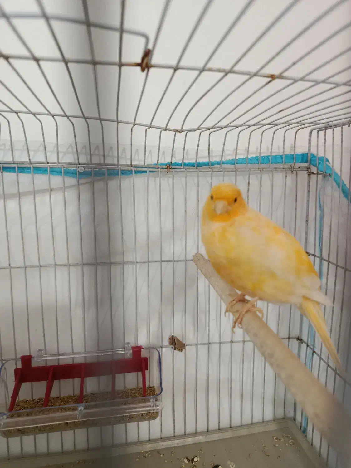 قناری نر و ماده|پرنده|شیراز, کوشک میدان|دیوار