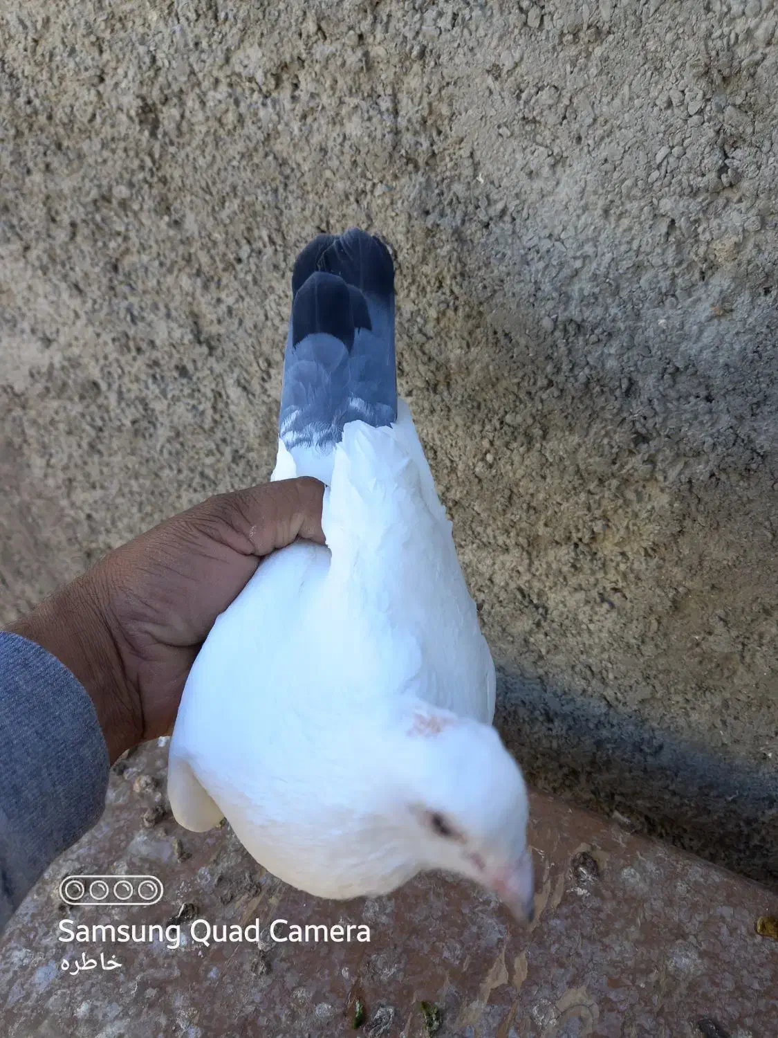 کبوتر|پرنده|چناران, |دیوار