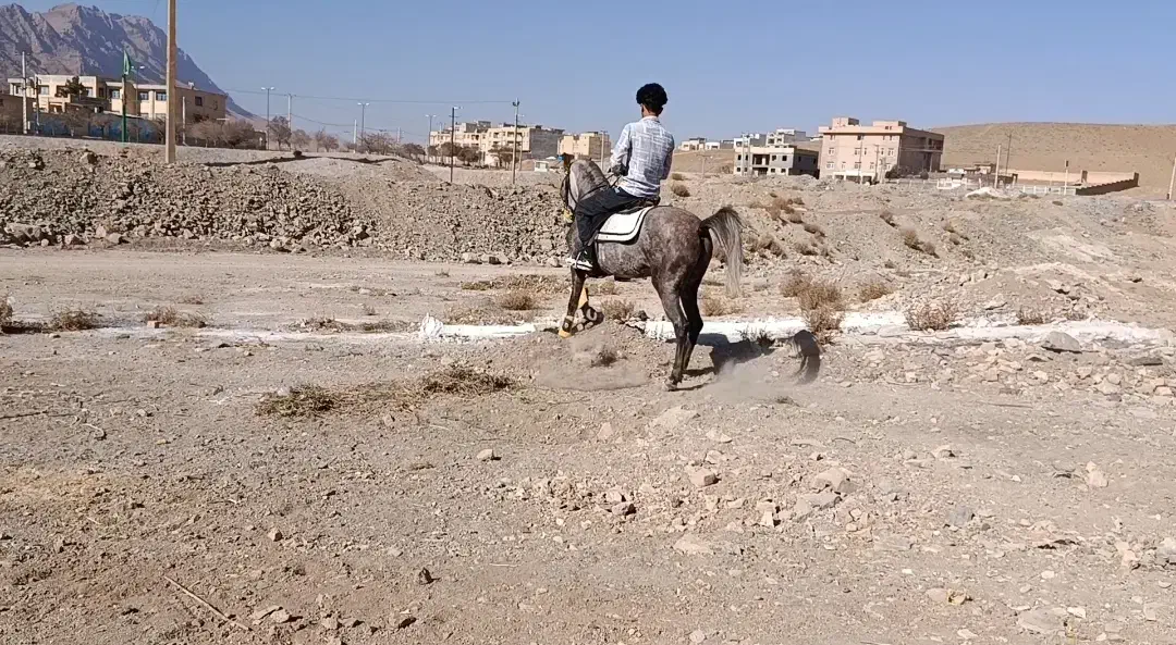 کره مادیان|اسب و تجهیزات اسب‌سواری|بن, |دیوار